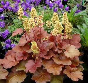 Heuchera 'Blondie' 