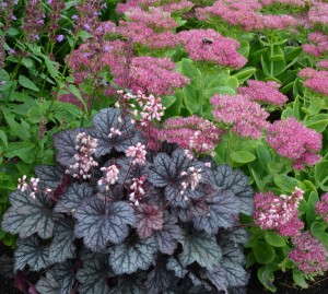 Heuchera 'Frost' 