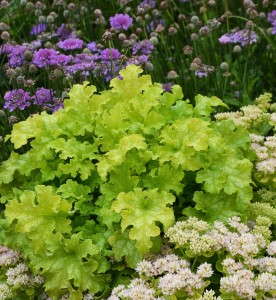 Heuchera 'Lime Ruffles' - Photo