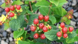 15 New Crops To Extend The Fall Season [Slideshow]