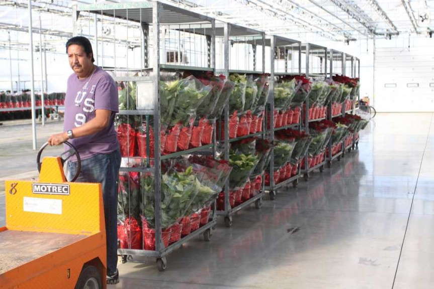 HMG employee transporting plants