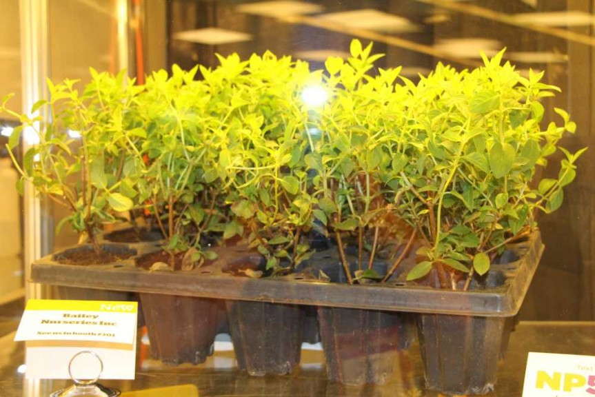 JumpStarts Potted Liners from Bailey Nurseries