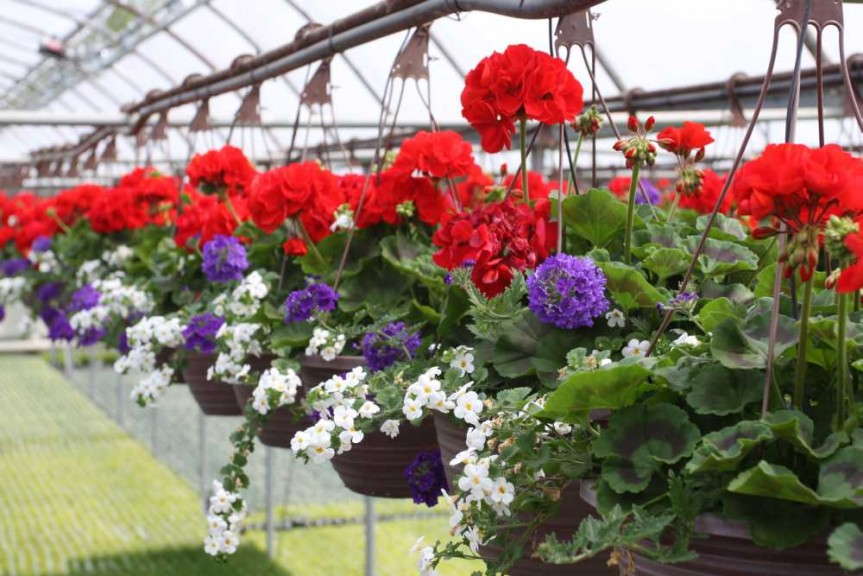 Hanging baskets at HMG