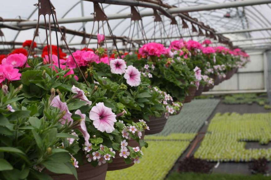 Hanging baskets at HMG
