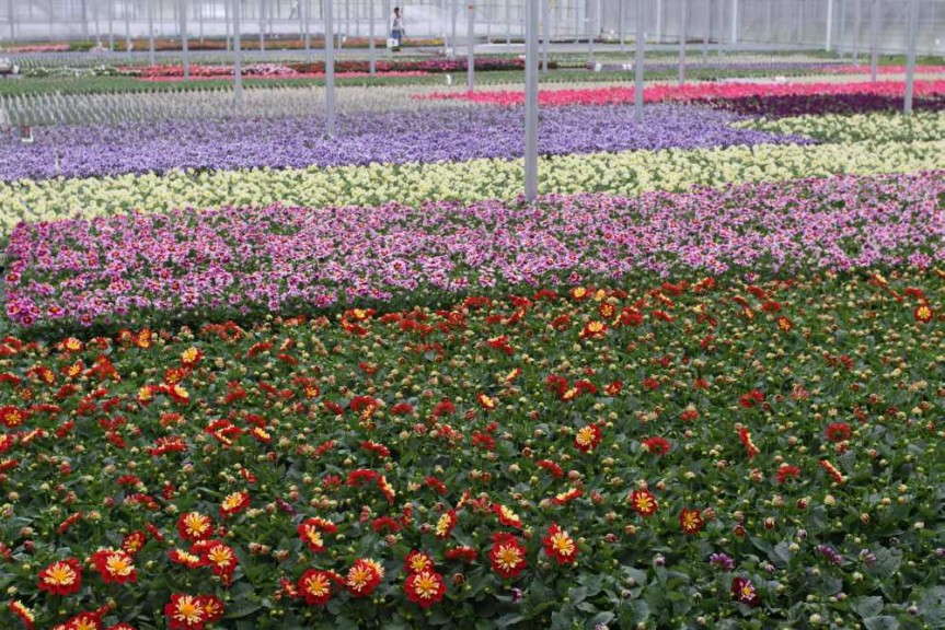 Flowers blooming in the greenhouses at HMG