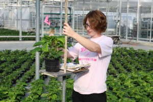 HMG employee measuring plants