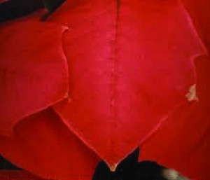 Figure 1. Initial injury on bracts