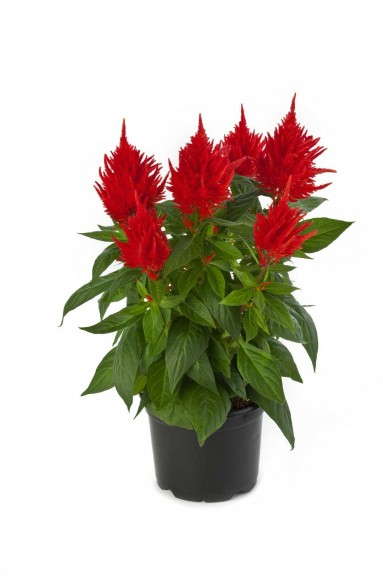 Celosia ‘Kelos Orange’ (Beekenkamp Plants)