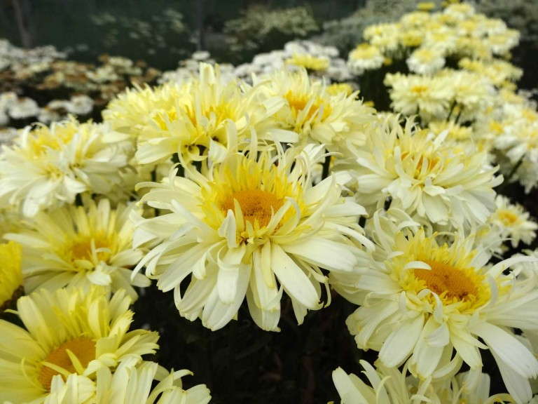 Leucanthemum ‘Real Charmer’ (PlantHaven)