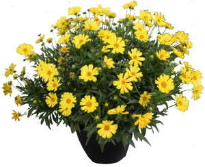 Coreopsis ‘Leading Lady’ (Dümmen/Bartels)