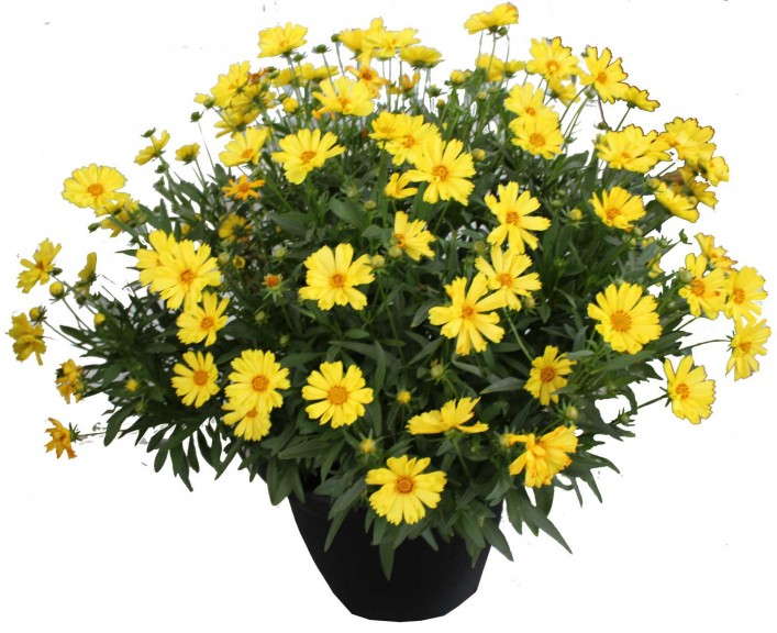 Coreopsis ‘Leading Lady’ (Dümmen/Bartels)