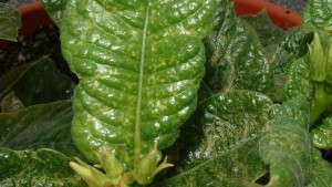 Spider Mites: The Summer Scourge