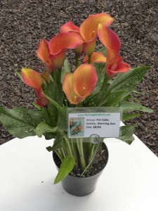 Calla ‘Morning Sun’ (Flamingo Holland) 