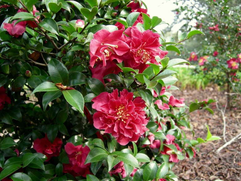 Camellia ‘October Magic Ruby’  (Plants Nouveau)