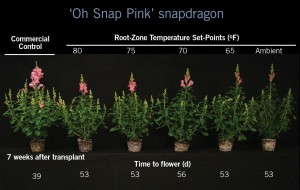 Snapdragon 'Oh Snap Pink'