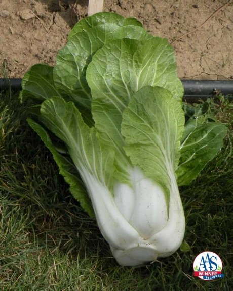 Pak Choi 'BoPak' 