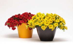 Calibrachoa x hybrida 'Kabloom Yellow' from PanAmerican Seed (2015 Reiman Gardens, Iowa State University Field Trials)