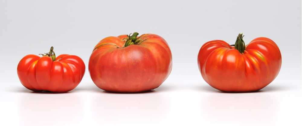 Tomato 'Heirloom Marriage Genuwine' (PanAmerican Seed)