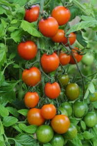 Tomato 'Orange Zinger' (PanAmerican Seed)
