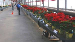 2014 Pennsylvania Poinsettia Trials Will Feature More Than 130 Varieties