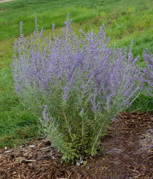 Perovskia ‘Rocketman’ (Walters Gardens)