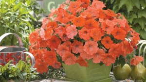 USDA-APHIS Bulletin on Unauthorized Distribution of Genetically Engineered Petunias