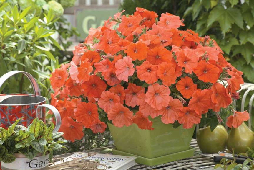 Petunia 'African Sunset' (American Takii)