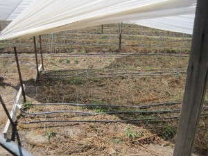 Drip irrigation
