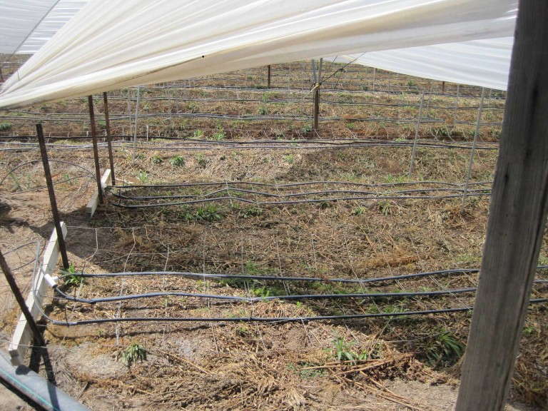 Drip irrigation