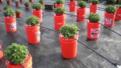 Using Controlled Release Fertilizers To Produce Garden Mums