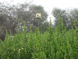 Owl boxes