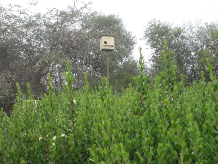 Owl boxes