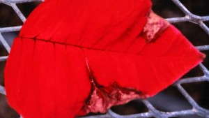 Plan Now To Prevent Bract Edge Burn On Poinsettias