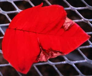 Figure 2. Secondary Botrytis infection