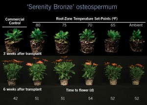 Osteospermum 'Serenity Bronze'