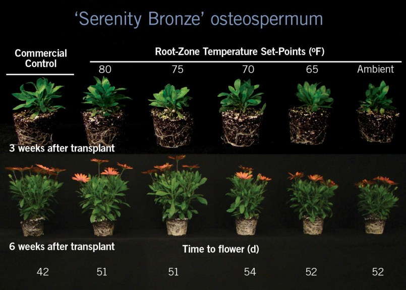 Osteospermum 'Serenity Bronze'