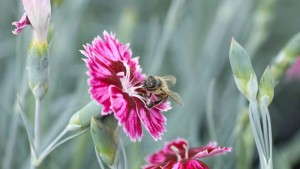 PlantHaven Introduces New Whetman Dianthus Varieties For 2015