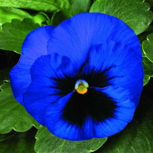 Pansy ‘Delta Premium Deep Blue’  (Syngenta Flowers) 