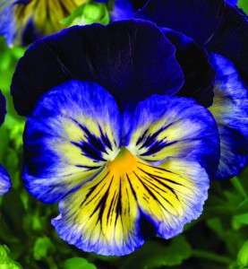 Pansy ‘Karma Blue Sun’ (Syngenta Flowers)