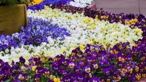 Spring Survey Report: The Pluses And Minuses Of The Polar Vortex