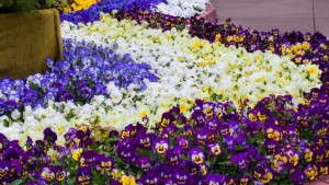 Sakata Seed Uses California Spring Trials Display Plants To Give Back