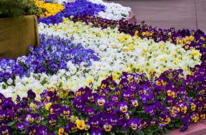 Viola ColorMax Series (Sakata Seed)