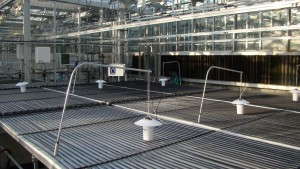 Bench-Top Root Zone Heating: Can You Reduce Air Temperatures And Finish Bedding Plants On Time?