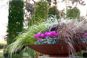 Veranda Cyclamens (Schoneveld) 