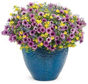 Bahama Beach (Proven Winners)