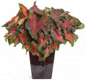 Caladium 'ArtfulHeartfire' (Four Star Greenhouse) 