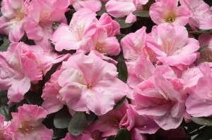 Azalea 'Keepsake Romance' (Aris Horticulture)