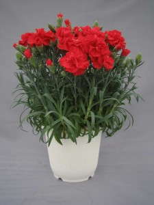 Dianthus 'Romance Belleza' (Plug Connection)