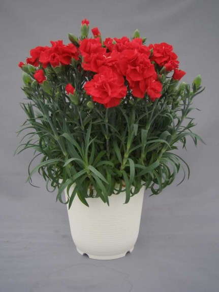 Dianthus 'Romance Belleza' (Plug Connection)