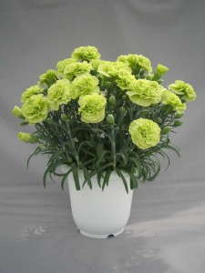 Dianthus 'Fascination Jade' (Plug Connection)